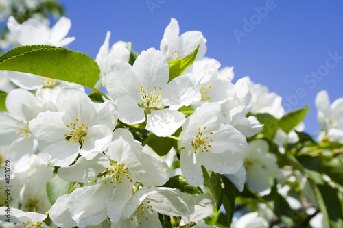 malus silvestris 3