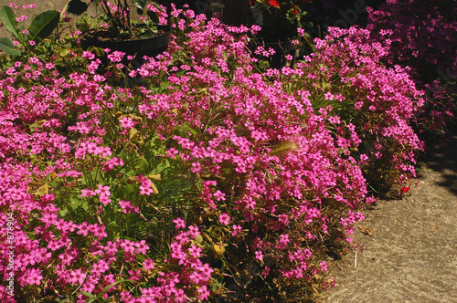 bordure de fleurs