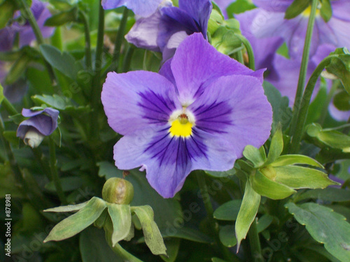 blüte