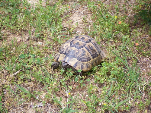 schildkröte