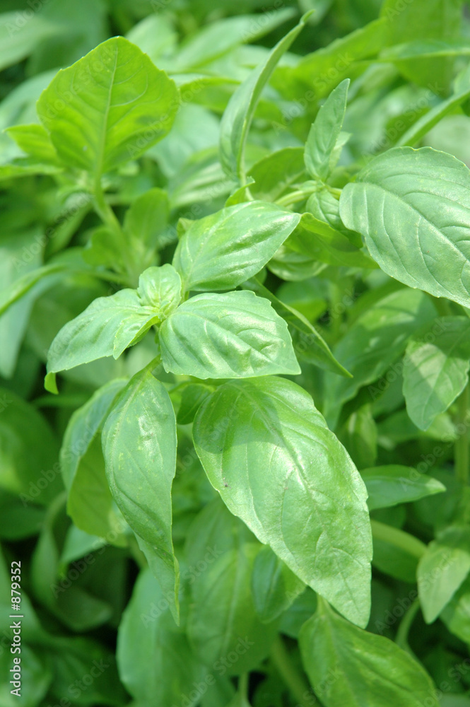 sweet basil sweet basil