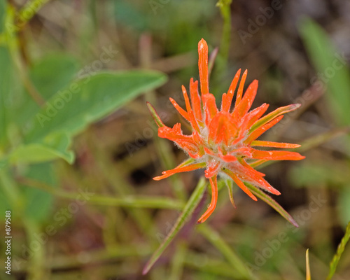 indian paintbrush