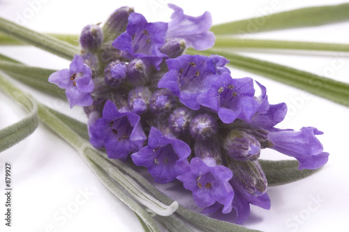 natulal essence - lavender photo