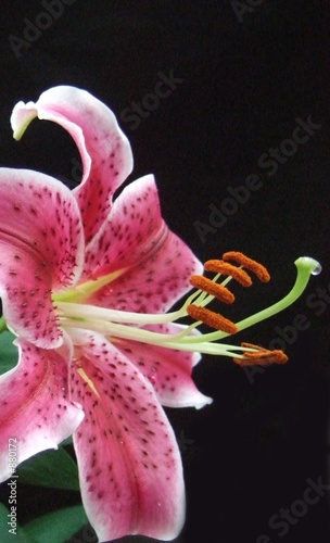 Stampa su Tela stargazer lily from the side