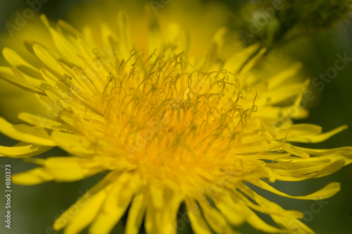 yellow thistle