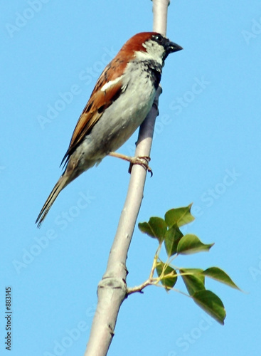 bird in a tree photo