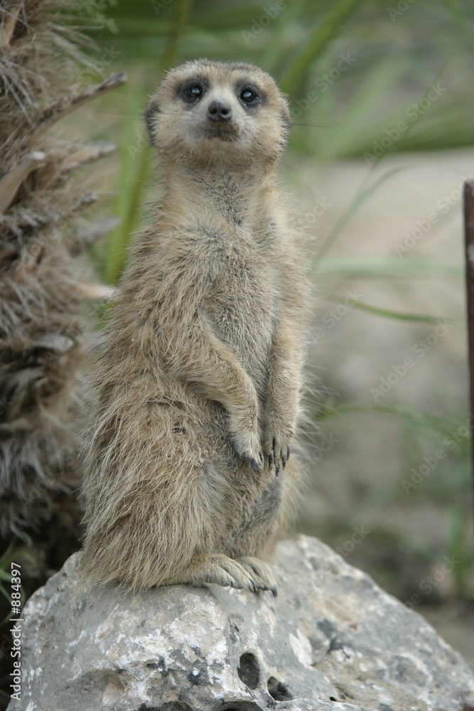 Fototapeta premium suricata