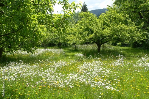 wiesentraum