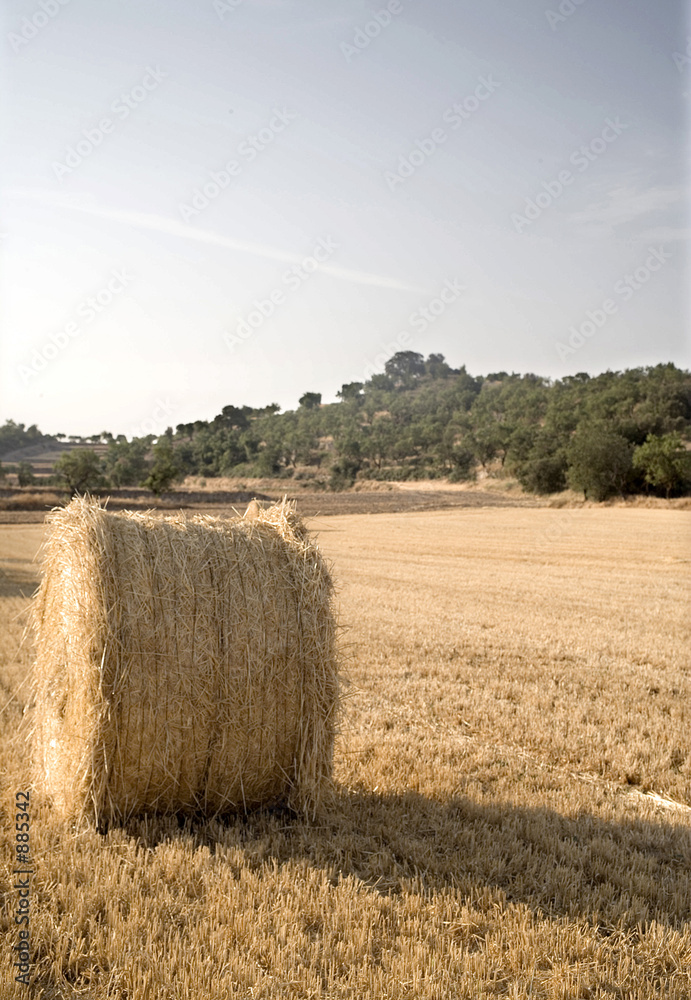 Fototapeta premium campo6395