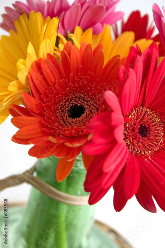 zinnias