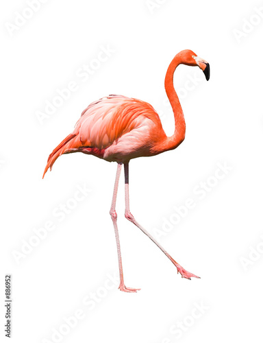red caribbean flamingo dancing isolated