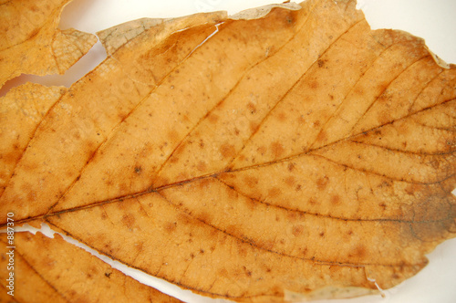leaf texture  3