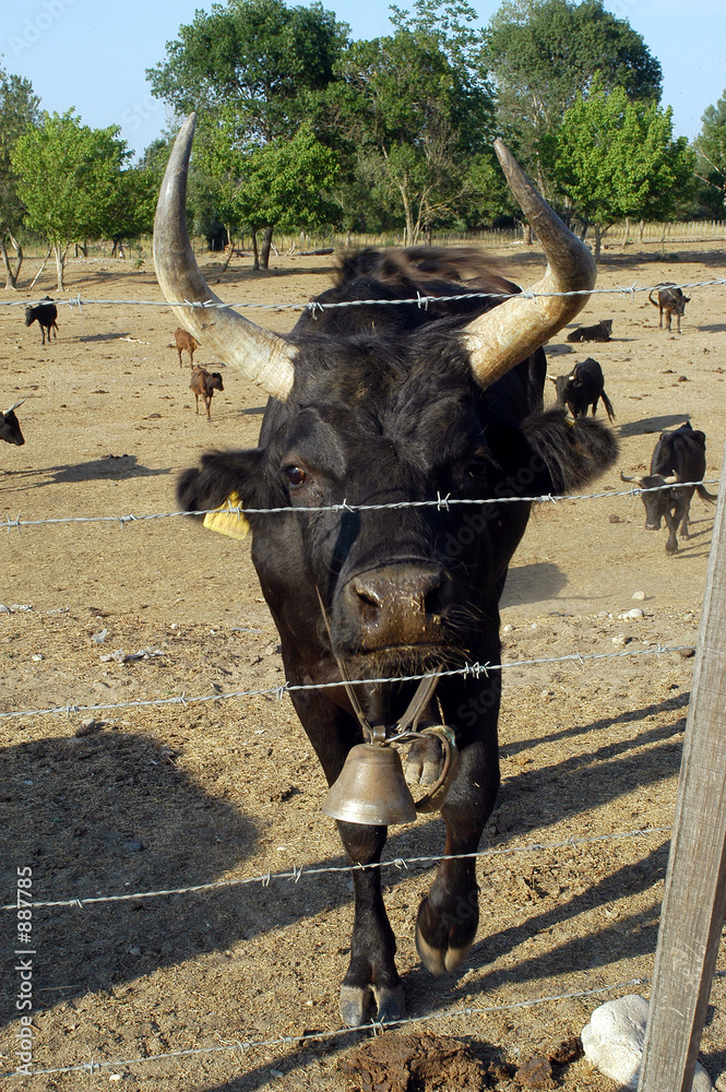les taureaux