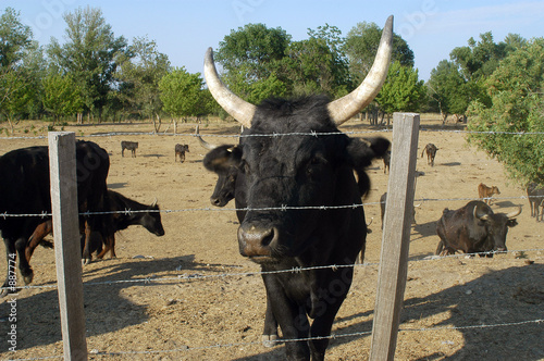 les taureaux