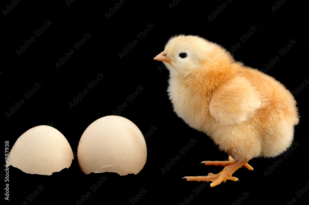 chicken chicken