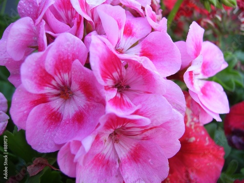 wunderschöne blumen