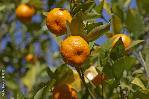 mandarins