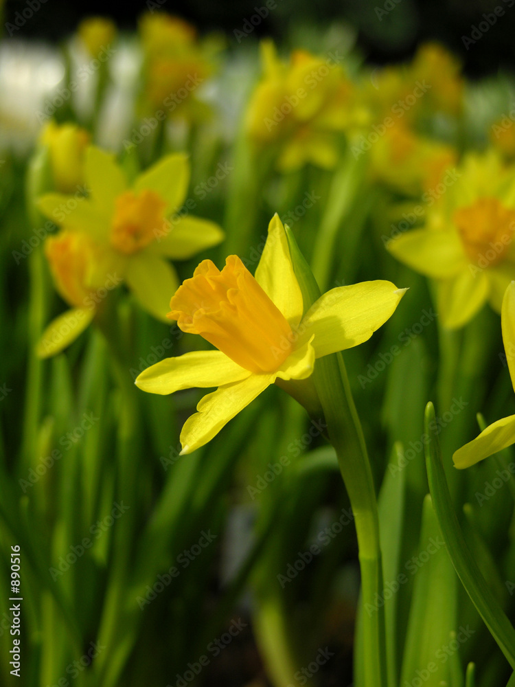 narcisse narcisse