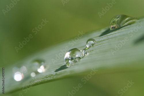 gouttes d'eau sur une feuille