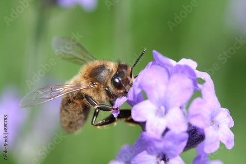 abeille sur une tige de lavande