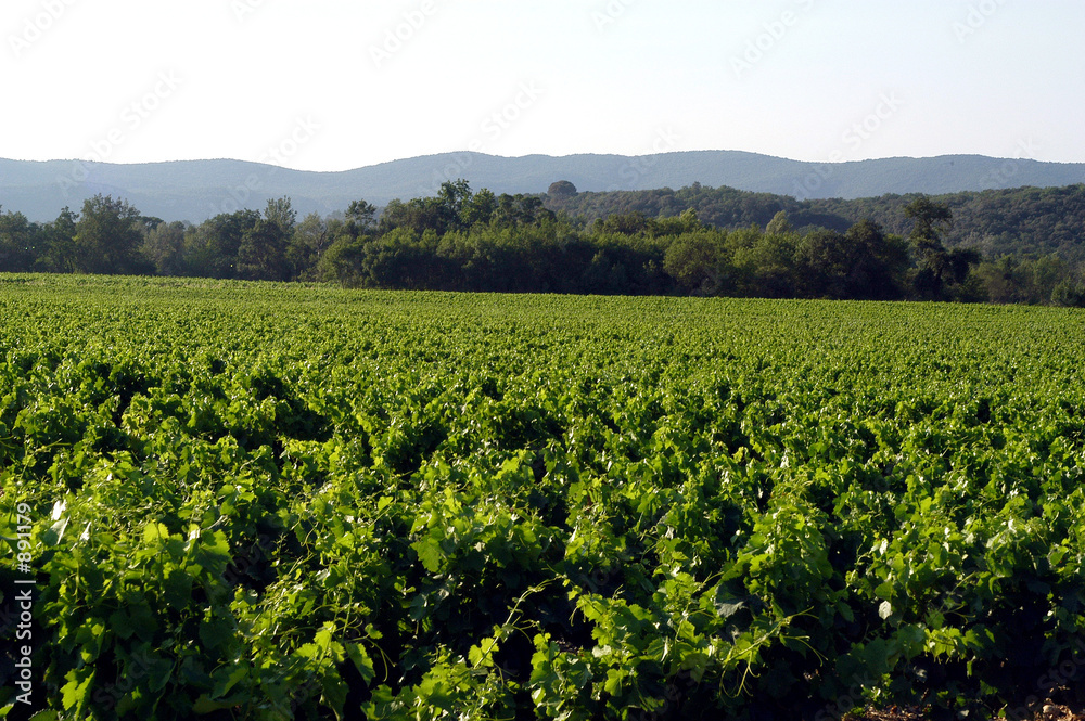 paysage cevennol paysage cevennol