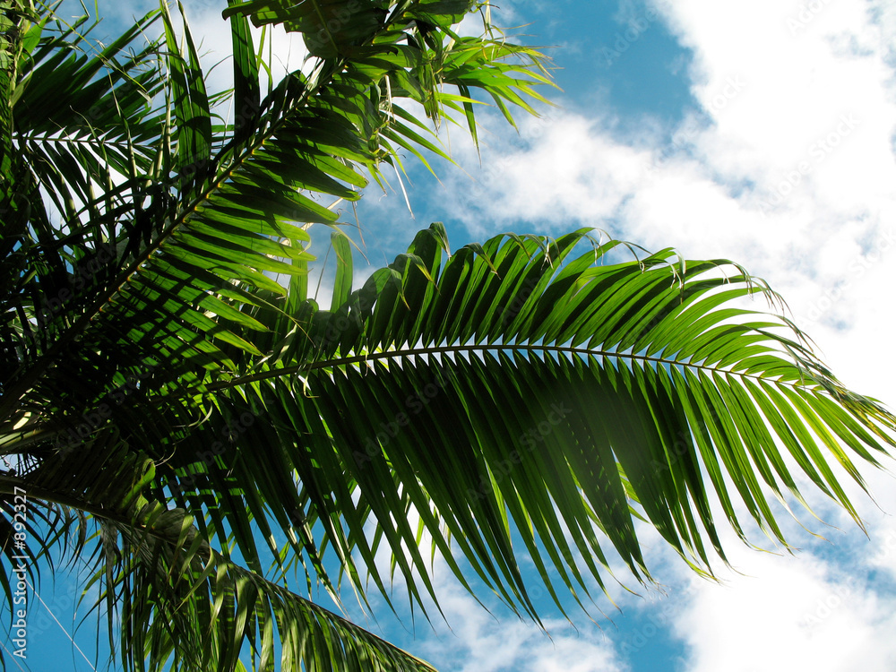 Fototapeta premium feuilles de palmier palmiste sur ciel bleu