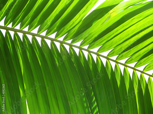 feuille de palmier verte en cotre plong  e