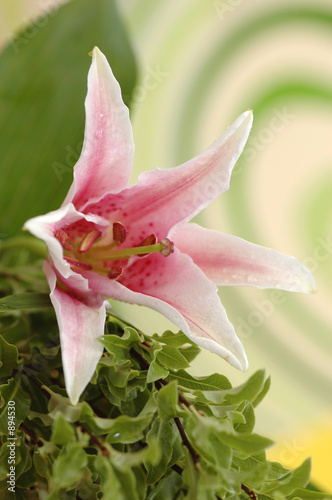 beautiful pink lila 