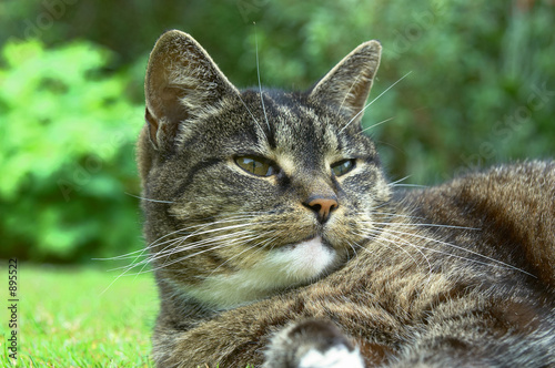 old cat