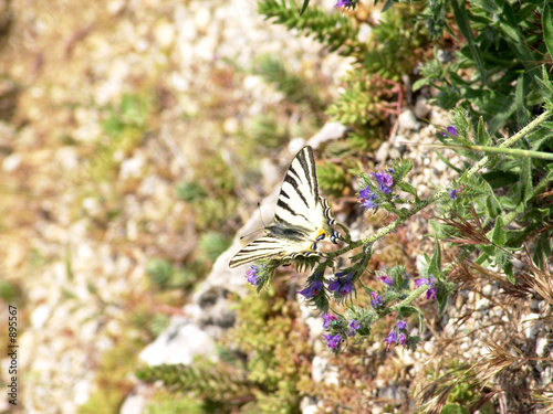 schmetterling auf einem felsen photo