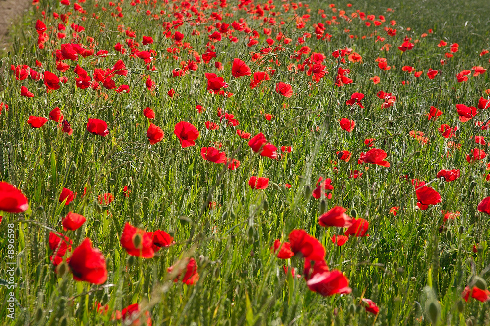 coquelicots