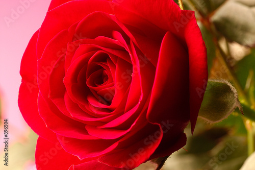 Fototapeta Naklejka Na Ścianę i Meble -  rose rouge