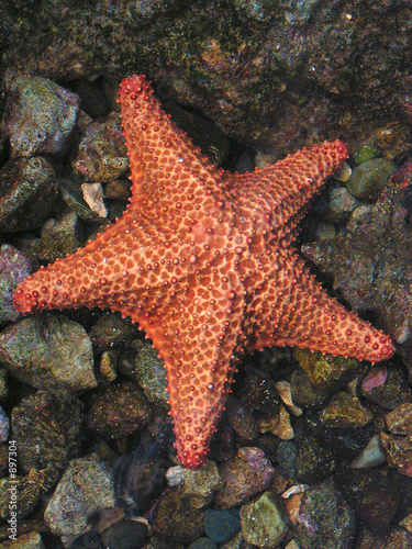 sea star © Xavier Rodríguez
