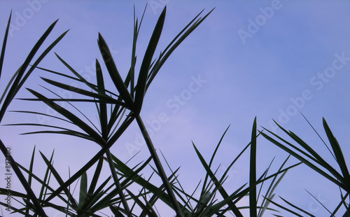 plant