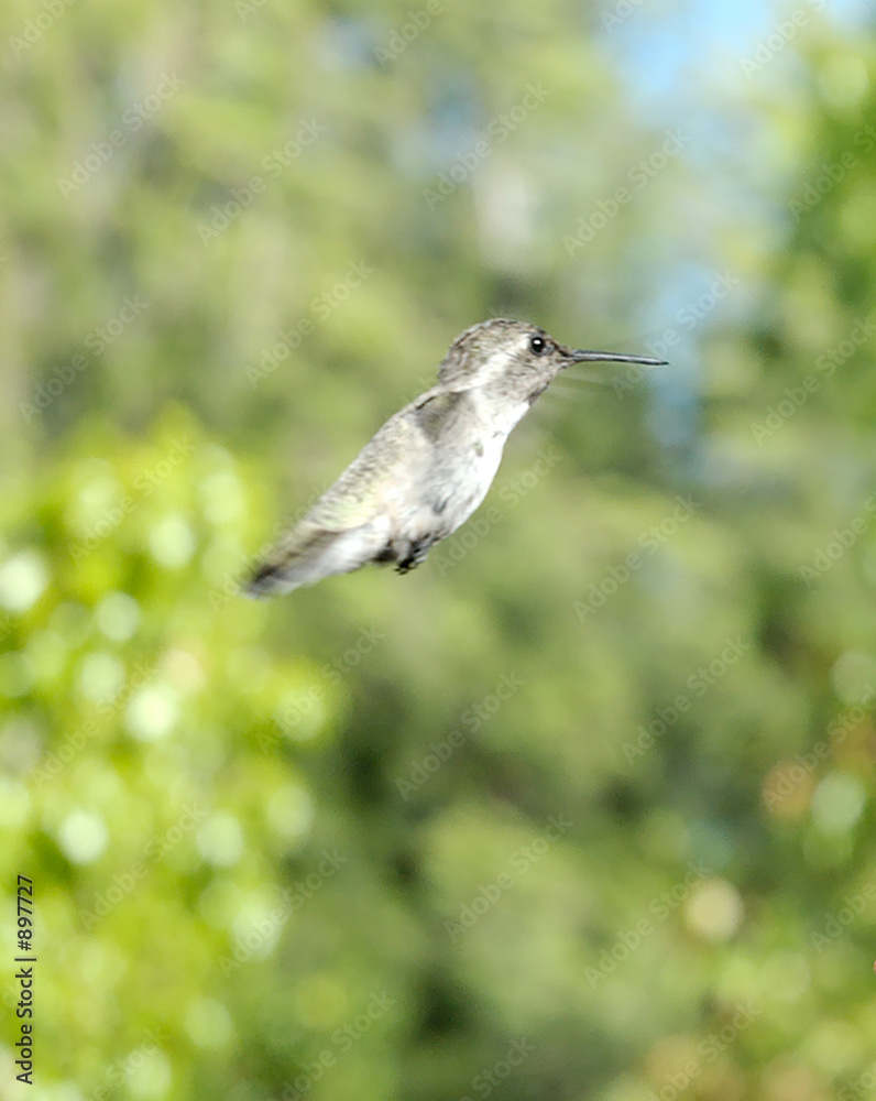 Fototapeta premium hummingbird in flight