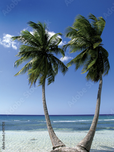 caribbean beach #897928