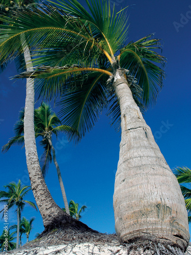 palm trees