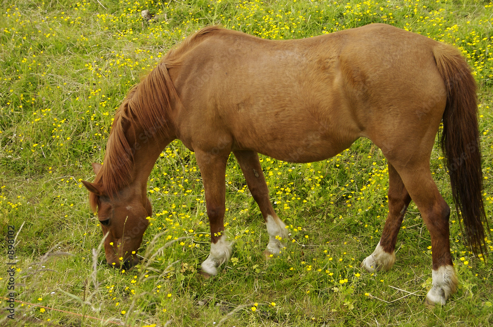 Obraz premium brown horse