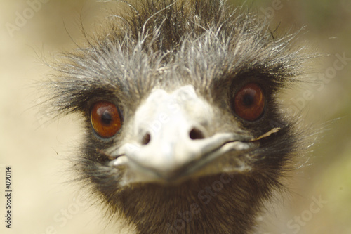 birds face