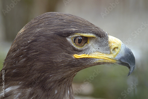 eagle