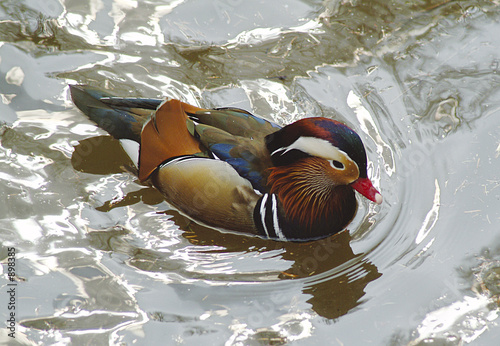 bird