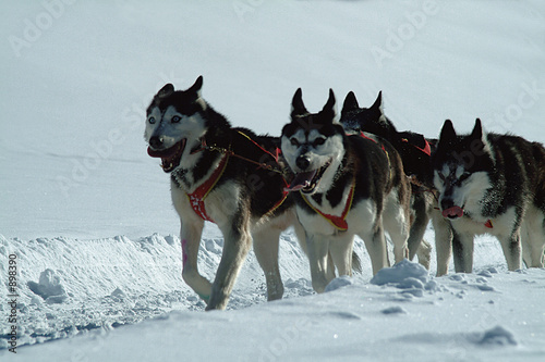 husky