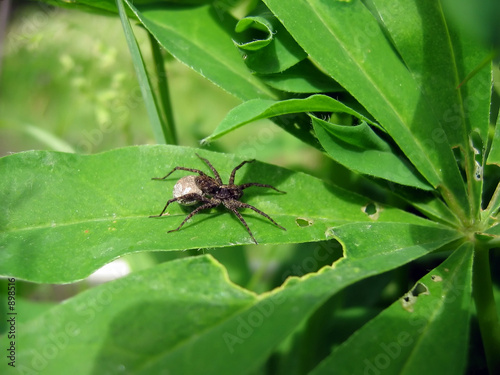 spider on the leaf