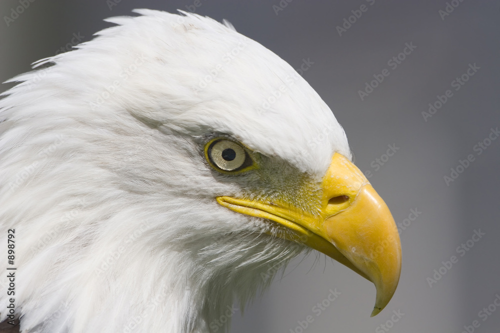 bald eagle close-up bald eagle close-up