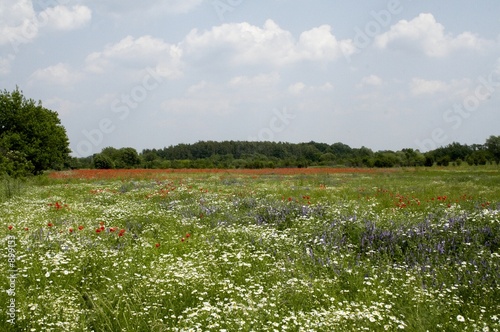 Fototapeta Naklejka Na Ścianę i Meble -  meadow 1