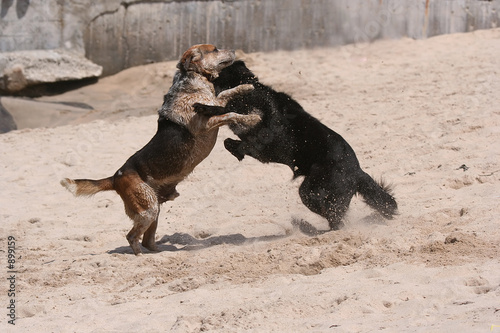 dog fight © Fernando Soares