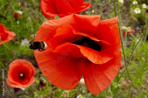 Photography poppy and gadfly 1