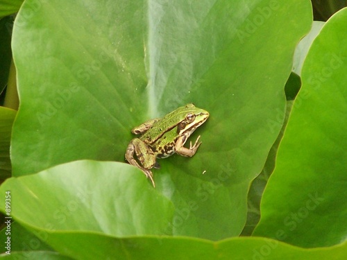 wasserfrosch photo