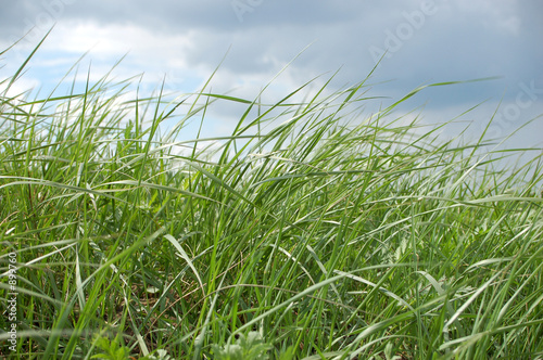 grass  2