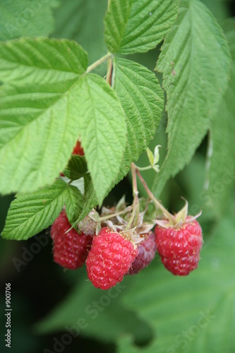 framboises sur tige
